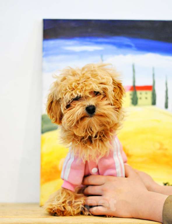 Собаки в других городах Свердловской области: мальтипу F1 мини, карамельный мальчик   Мальчик, 100 000 руб. - фото 5