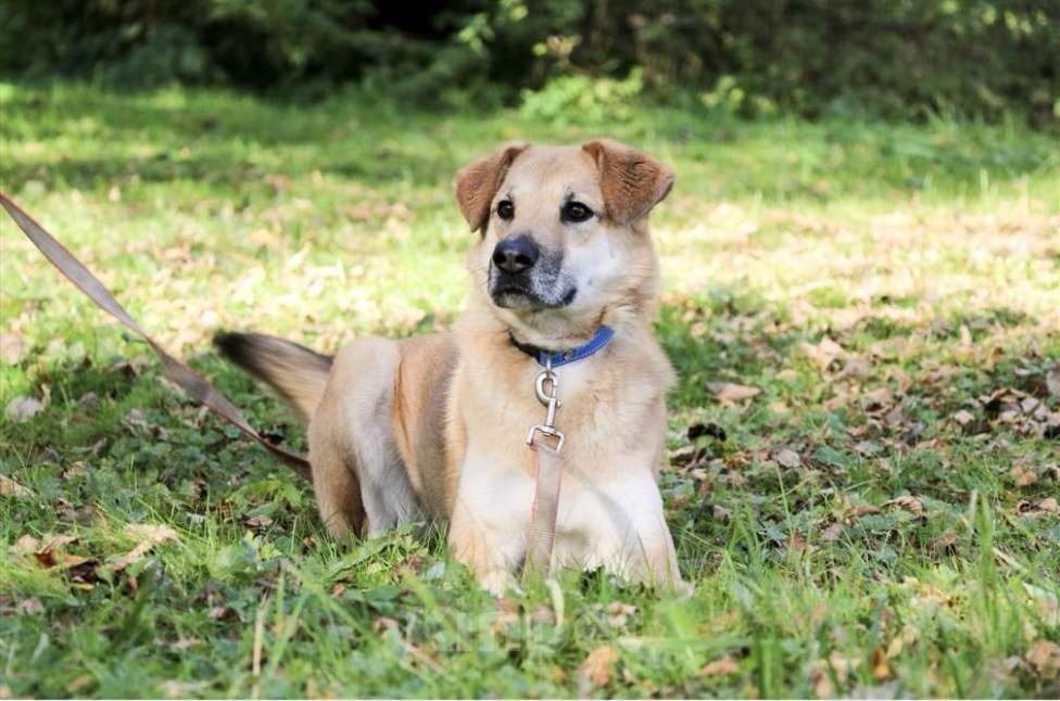 Собаки в Москве: Чудесная Барабулька ищет дом и любящую семью! Девочка, Бесплатно - фото 2