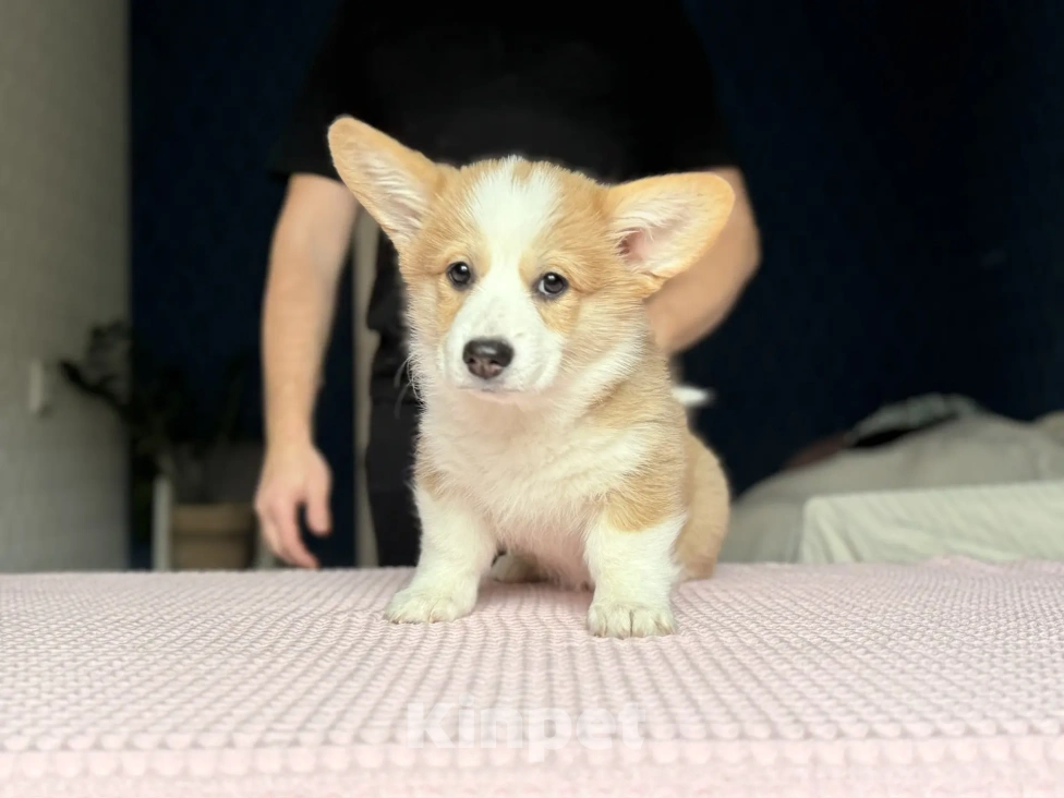 Собаки в Краснодаре: Щенок Вельщ-Корги Пемброк Девочка, 50 000 руб. - фото 4