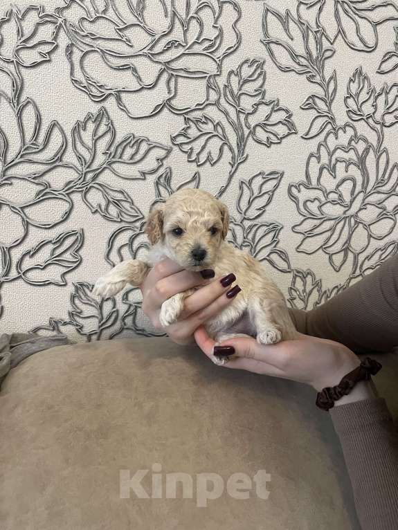 Собаки в Нижнем Новгороде: Той- пудель девочка (светленькая)  Девочка, 55 000 руб. - фото 6