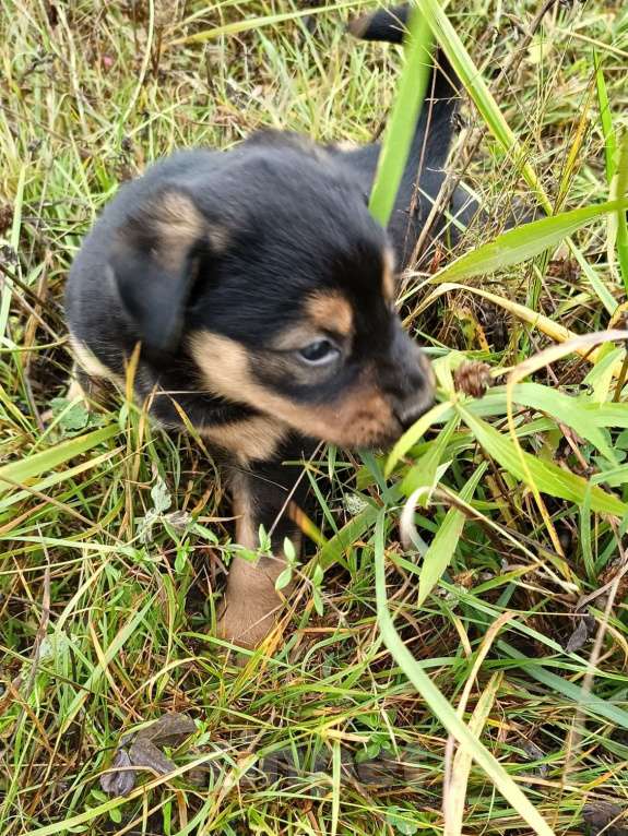 Собаки в других городах Ленинградской области: Цветной язычëк Девочка, Бесплатно - фото 7