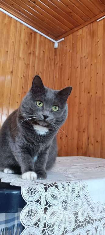 Кошки в Москве: Котомама  Алёнка  Девочка, Бесплатно - фото 4