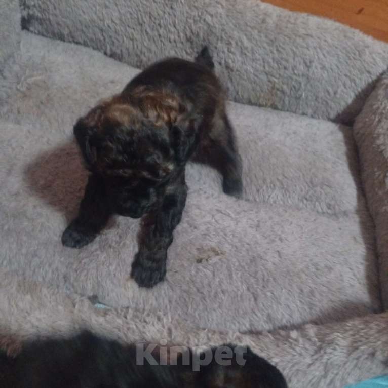 Собаки в Белово: Щеночки карликового пуделя Мальчик, 25 000 руб. - фото 6