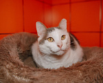 Кошки в Москве: Самый нежный и ручной котик Мальчик, Бесплатно - фото 4
