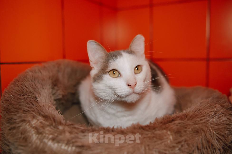 Кошки в Москве: Самый нежный и ручной котик Мальчик, Бесплатно - фото 4