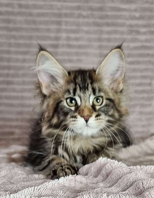 Кошки в Москве: Девочка мраморного окраса Девочка, 60 000 руб. - фото 2