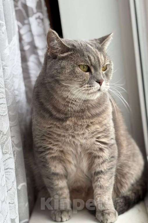 Кошки в Москве: кошка Британка ищет дом Девочка, Бесплатно - фото 4