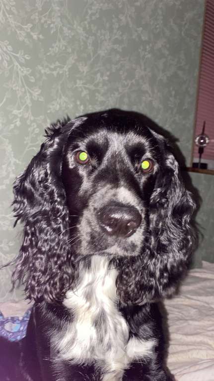 Собаки в Раменском: Вязка Мальчик, 10 руб. - фото 4