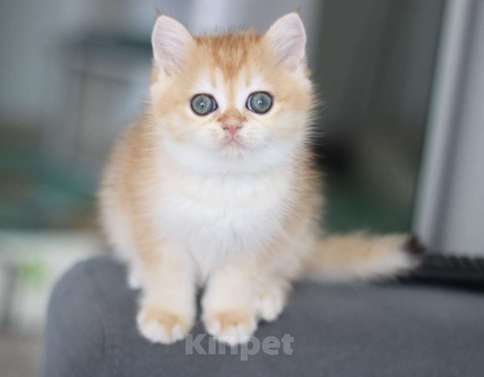 Кошки в Москве: Dolce Vita Девочка, 49 000 руб. - фото 2