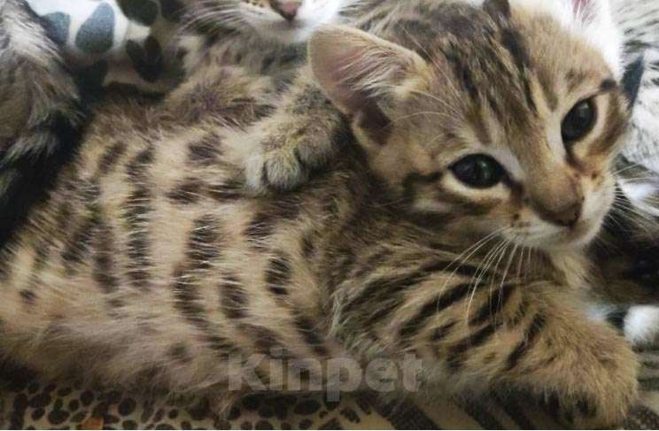 Кошки в Кемерово: Бенгальский котенок Мальчик, 5 000 руб. - фото 3