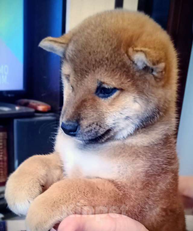 Собаки в других городах Ленинградской области: Великолепные щенки породы Сиба-ину Мальчик, Бесплатно - фото 5