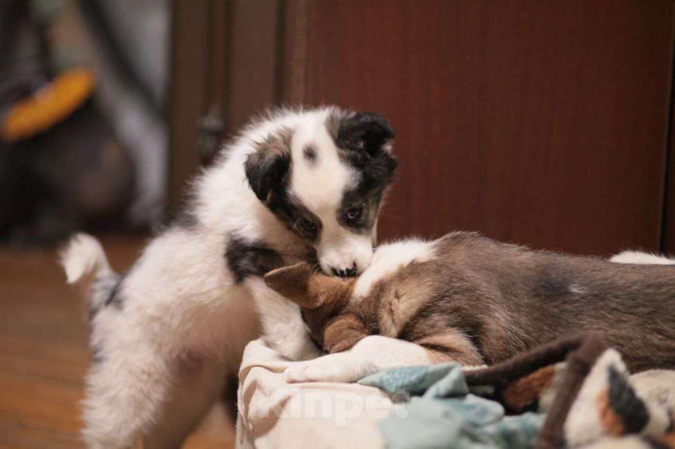 Собаки в Москве: Рыжий щенок Мальчик, Бесплатно - фото 6