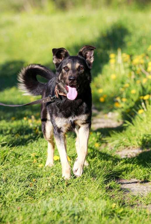 Собаки в Москве: На всех фото она улыбается..  Девочка, Бесплатно - фото 4
