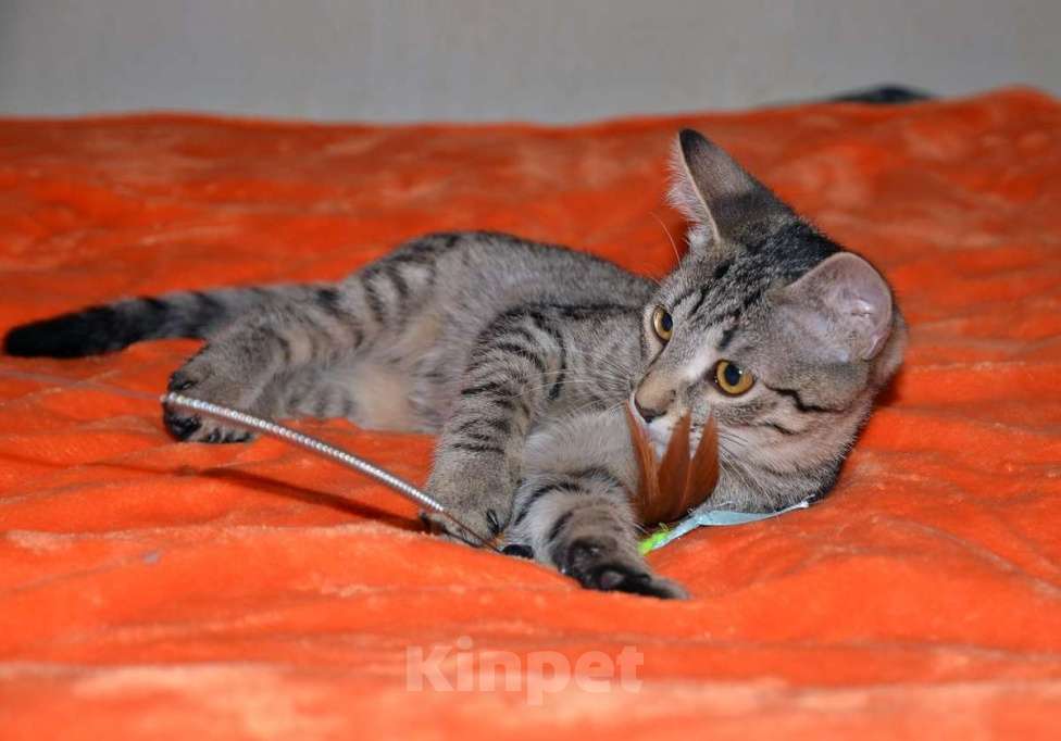 Кошки в Москве: Полосатый котенок Мия в добрые руки Девочка, 1 руб. - фото 2