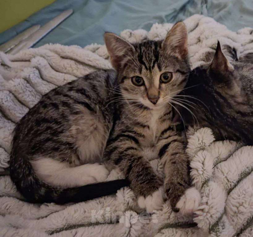 Кошки в Москве: котенок-энерджайзер Елизавета ищет дом Девочка, 10 руб. - фото 2