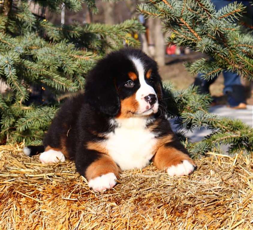 Собаки в Москве: Щенок Бернского Зенненхунда Мальчик, Бесплатно - фото 2