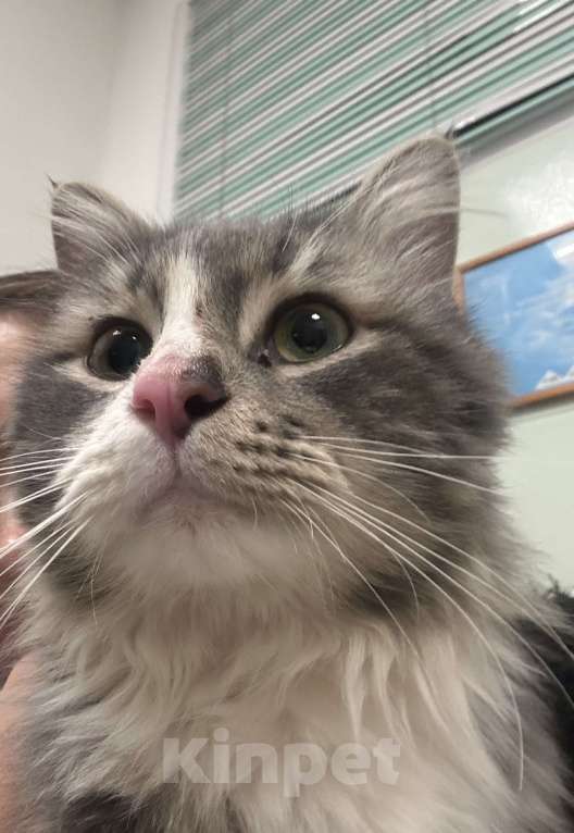 Кошки в Казани: 4,5 кг ПУШИСТОГО СЧАСТЬЯ В ЛЮБЯЩУЮ СЕМЬЮ. Мальчик, Бесплатно - фото 3