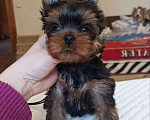 Собаки в других городах Свердловской области: Йоркширский терьер щенки Девочка, 45 000 руб. - фото 2