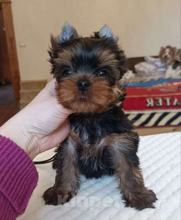 Собаки в других городах Свердловской области: Йоркширский терьер щенки Девочка, 45 000 руб. - фото 2