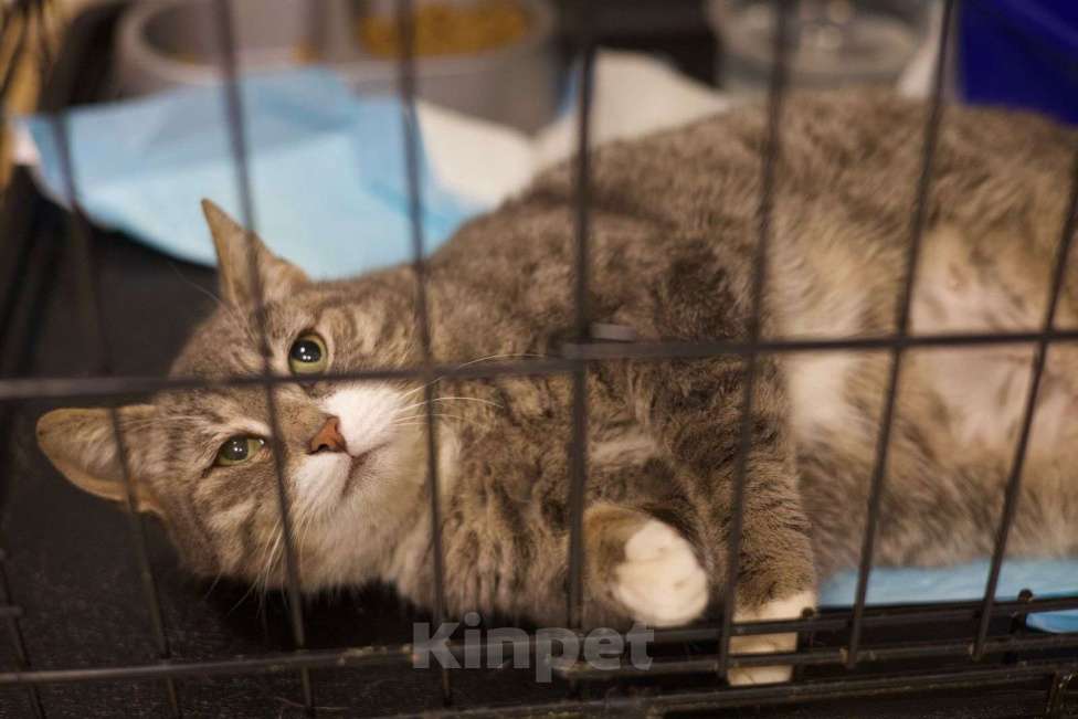 Кошки в Москве: Зося ищет дом! Девочка, Бесплатно - фото 6