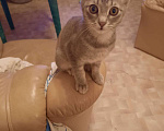 Кошки в Ростове-на-Дону: Отдам бесплатно котят Мальчик, Бесплатно - фото 2