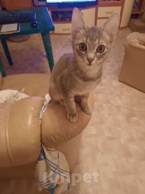 Кошки в Ростове-на-Дону: Отдам бесплатно котят Мальчик, Бесплатно - фото 2