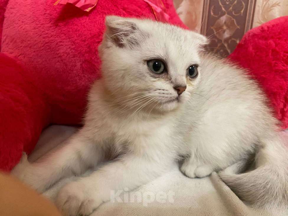 Кошки в Санкт-Петербурге: вислоухий мальчик Мальчик, 23 900 руб. - фото 1