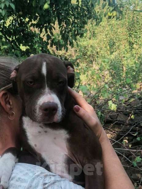 Собаки в Шахте: Питбуль девочки  Девочка, 20 000 руб. - фото 7