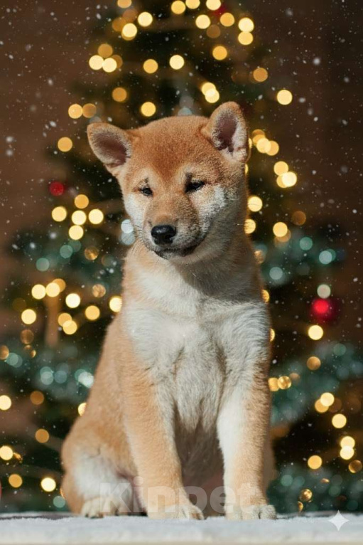 Собаки в Москве: Сиба-ину, щенки, РКФ  Девочка, 45 000 руб. - фото 1