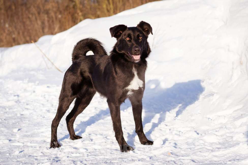 Собаки в Москве: Оникс ищет семью Мальчик, Бесплатно - фото 7