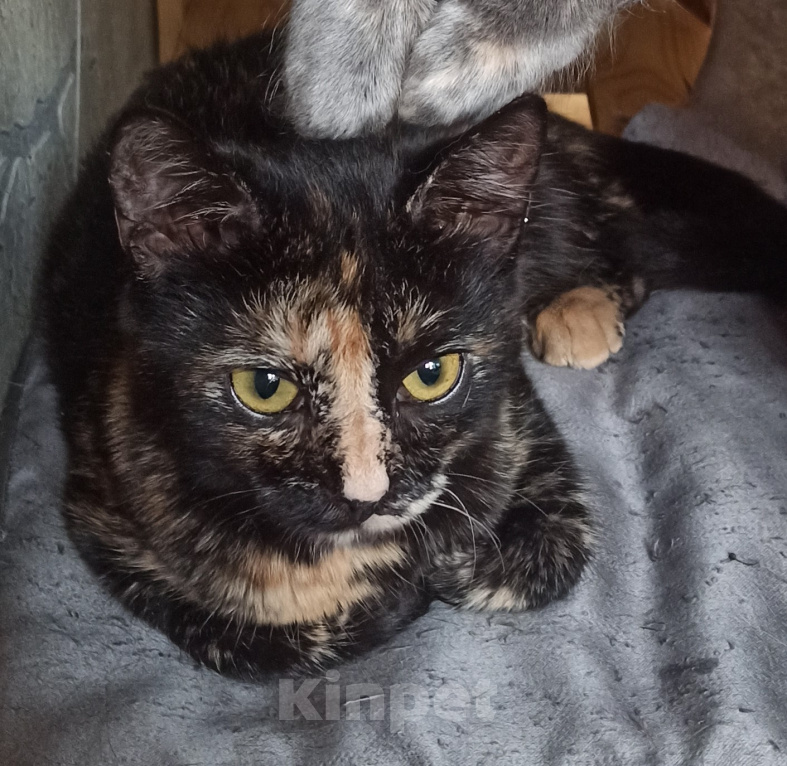 Кошки в Шахте: Добро пожаловать в котячий детский сад! У меня тут счастье на любой вкус! Девочка, Бесплатно - фото 3