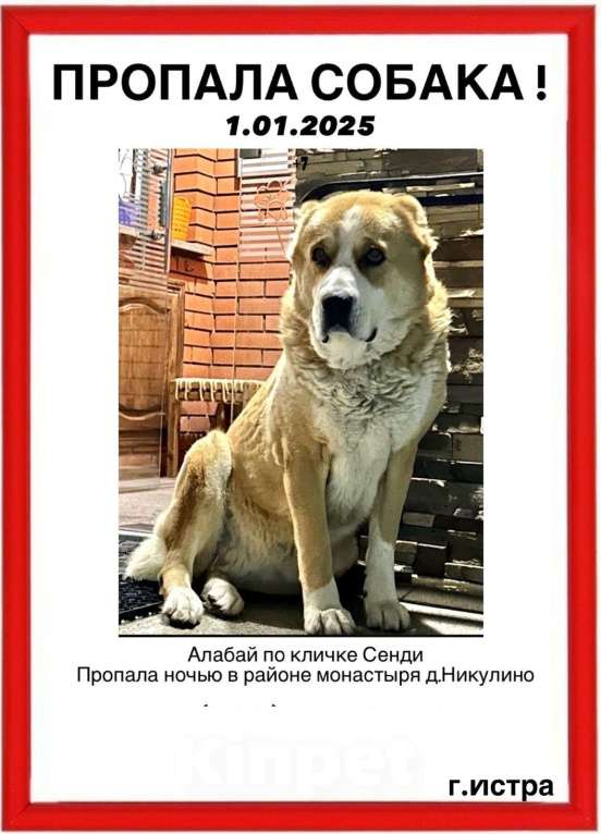 Собаки в других городах Московской области: В ночь на Новый год пропала собака Девочка, Бесплатно - фото 1