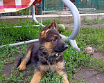 Собаки в Омске: Девочка 2 Девочка, Бесплатно - фото 1