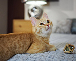 Кошки в Москве: Котенок Сола ищет дом Девочка, Бесплатно - фото 7