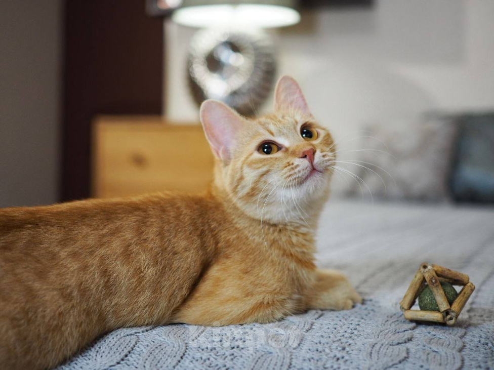 Кошки в Москве: Котенок Сола ищет дом Девочка, Бесплатно - фото 7
