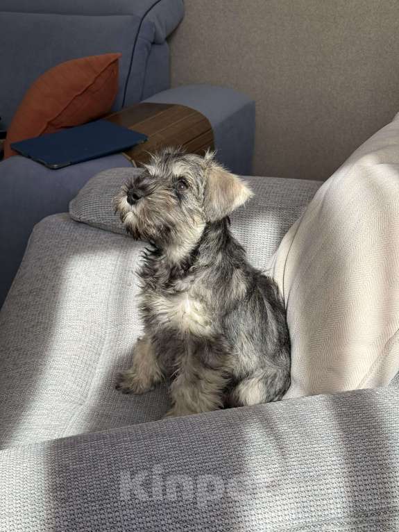 Собаки в Екатеринбурге: 🐶 Девочка цвергшнауцера (перец с солью) 11 недель с метрикой РКФ Девочка, 52 000 руб. - фото 3