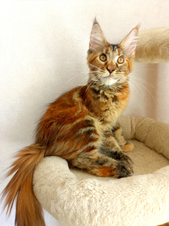 Кошки в Энгельс: Котята Мейн Кун(резерв) Девочка, 25 000 руб. - фото 5