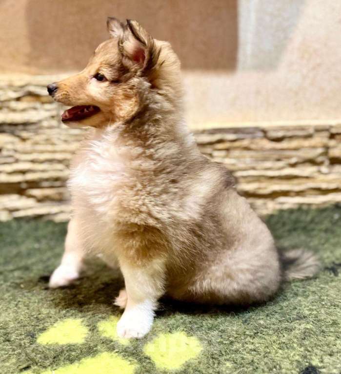 Собаки в Санкт-Петербурге: Шелти  Девочка, Бесплатно - фото 3