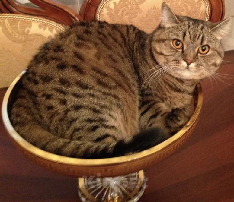 Кошки в Москве: Отдам в добрые руки Мальчик, Бесплатно - фото 1