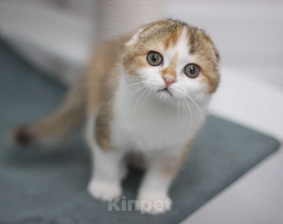 Кошки в Москве: Гаëн Девочка, 30 000 руб. - фото 2