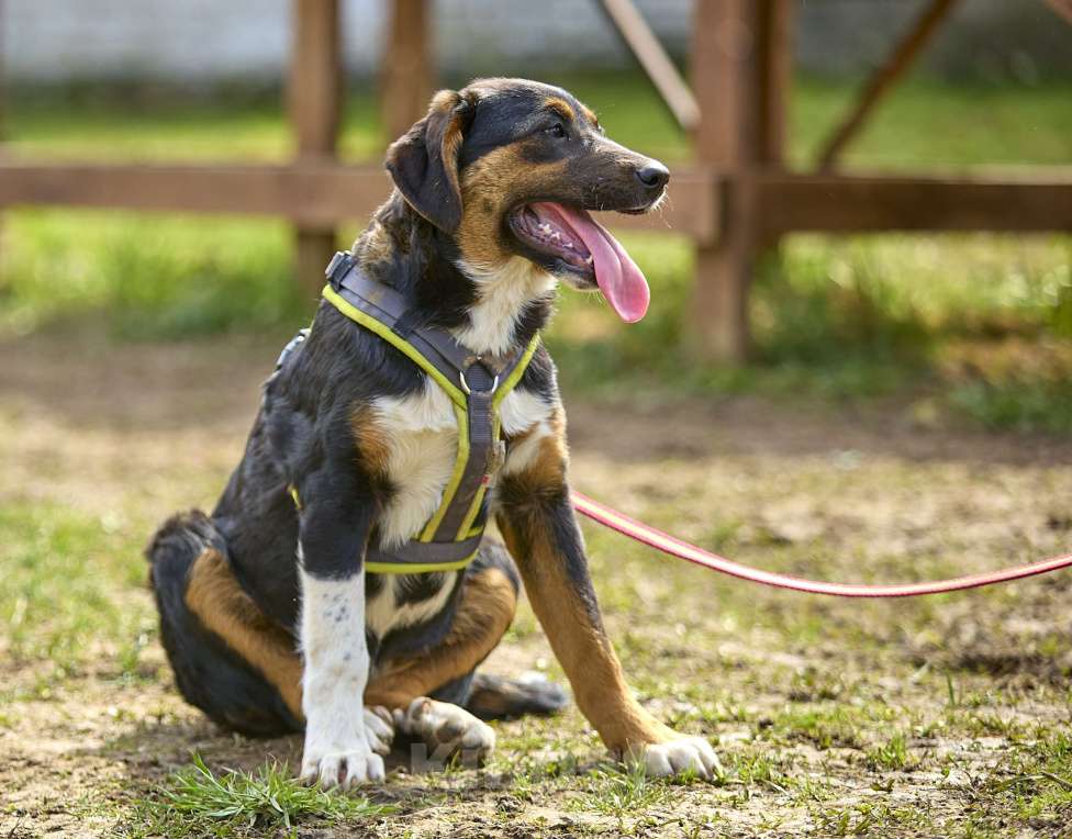 Собаки в Москве: Ищу дом Девочка, 1 руб. - фото 2