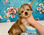 Собаки в Москве: Мини йорк бэби фейс золотой мальчик Мальчик, 60 000 руб. - фото 7