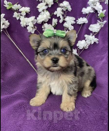 Собаки в Москве: Йорк с двумя синими глазами мальчик мерле Мальчик, 120 000 руб. - фото 5