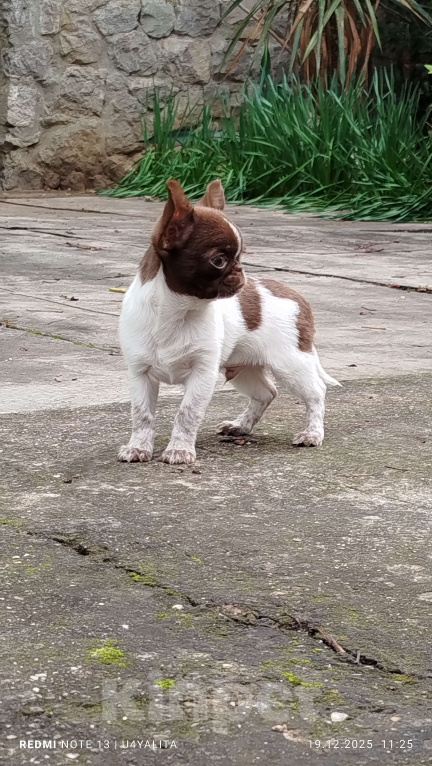 Собаки в Москве: Эксклюзивный щенок чихуахуа Мальчик, Бесплатно - фото 1