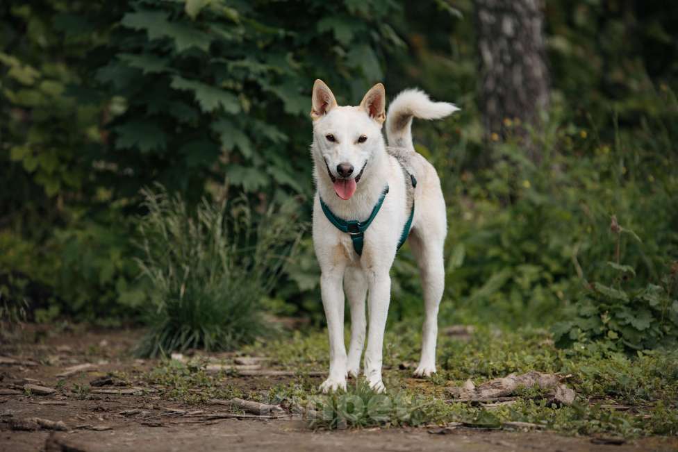 Собаки в других городах Московской области: Бантик Мальчик, Бесплатно - фото 4