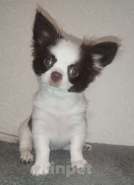 Собаки в Видном: Щенки чихуахуа Девочка, 30 000 руб. - фото 5