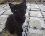 Кошки в Астрахани: Котята в добрые руки Девочка, Бесплатно - фото 1