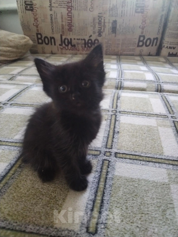 Кошки в Астрахани: Котята в добрые руки Девочка, Бесплатно - фото 1