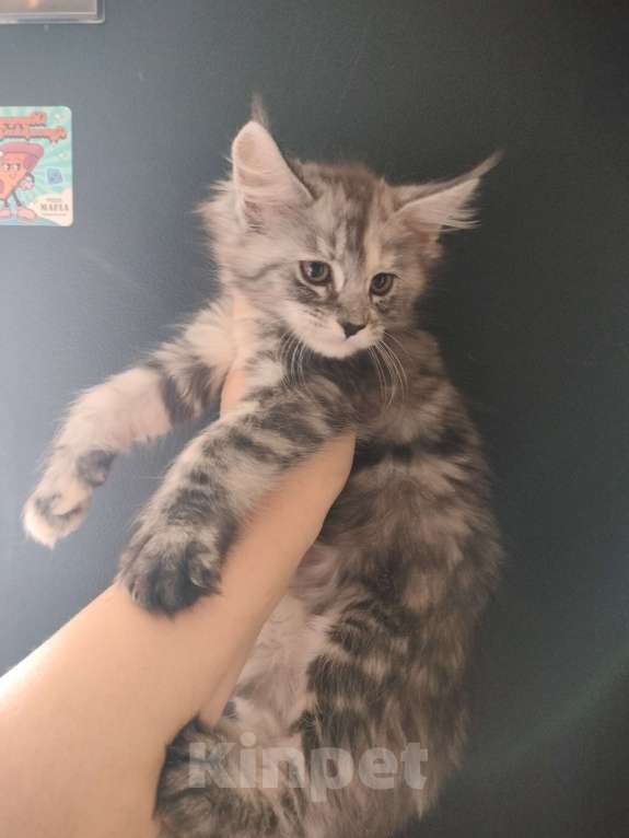 Кошки в Санкт-Петербурге: Клэр  Девочка, 30 000 руб. - фото 2