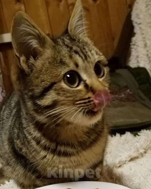 Кошки в Москве: котенок Герда ищет дом Девочка, Бесплатно - фото 3